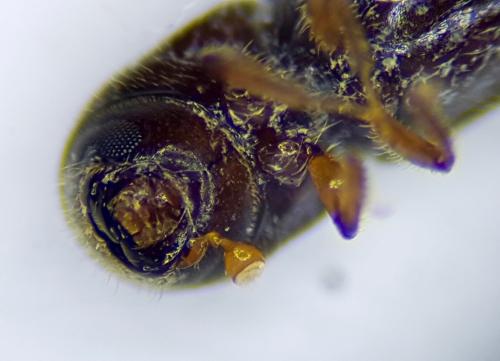 Xyleborinus saxesenii